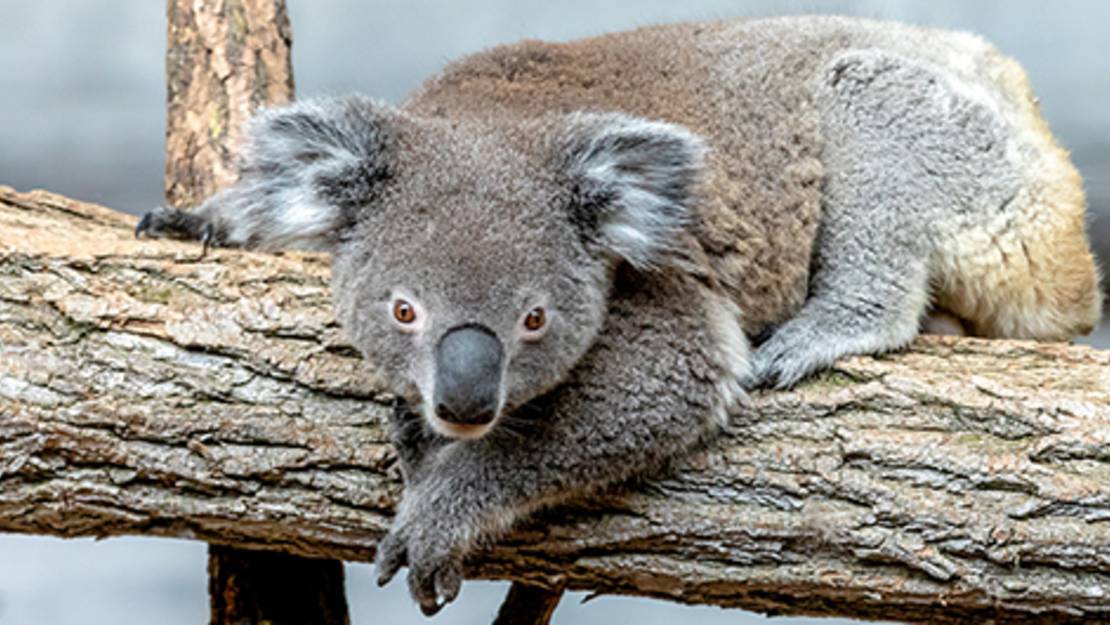 Koala  Zoo Zürich